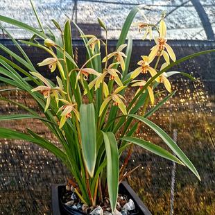 至爱开花金边小桃红大青彩虹四季兰花建兰多花苞浓香宝岛仙女好养