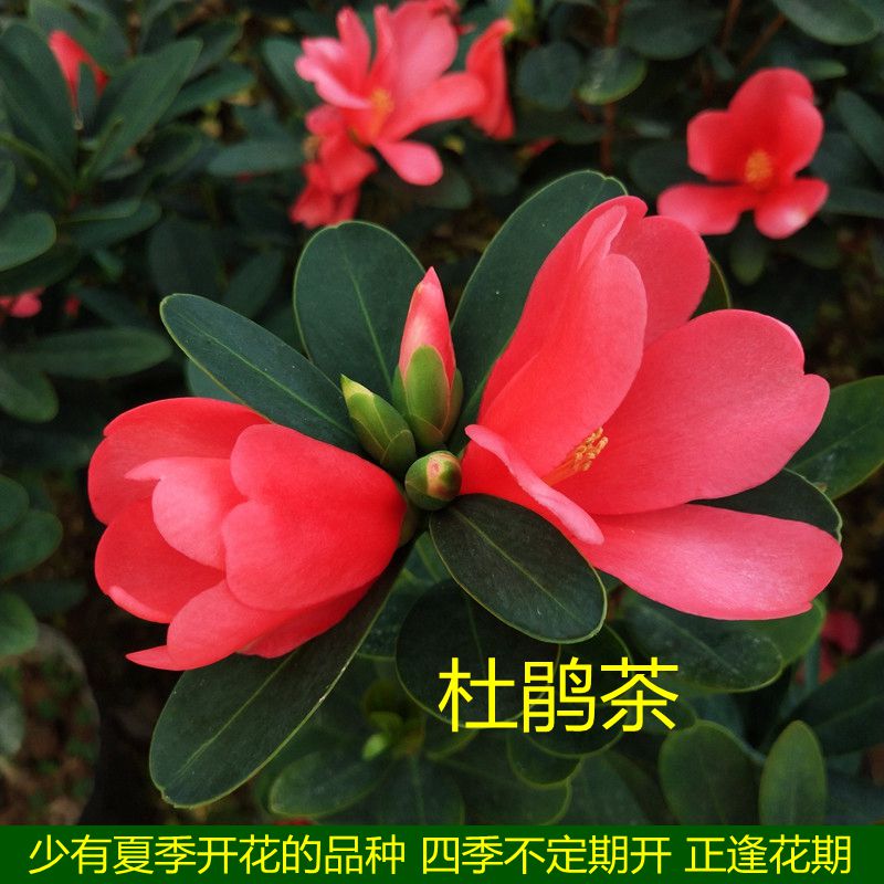 四季杜鹃红山茶花苗带苞夏天