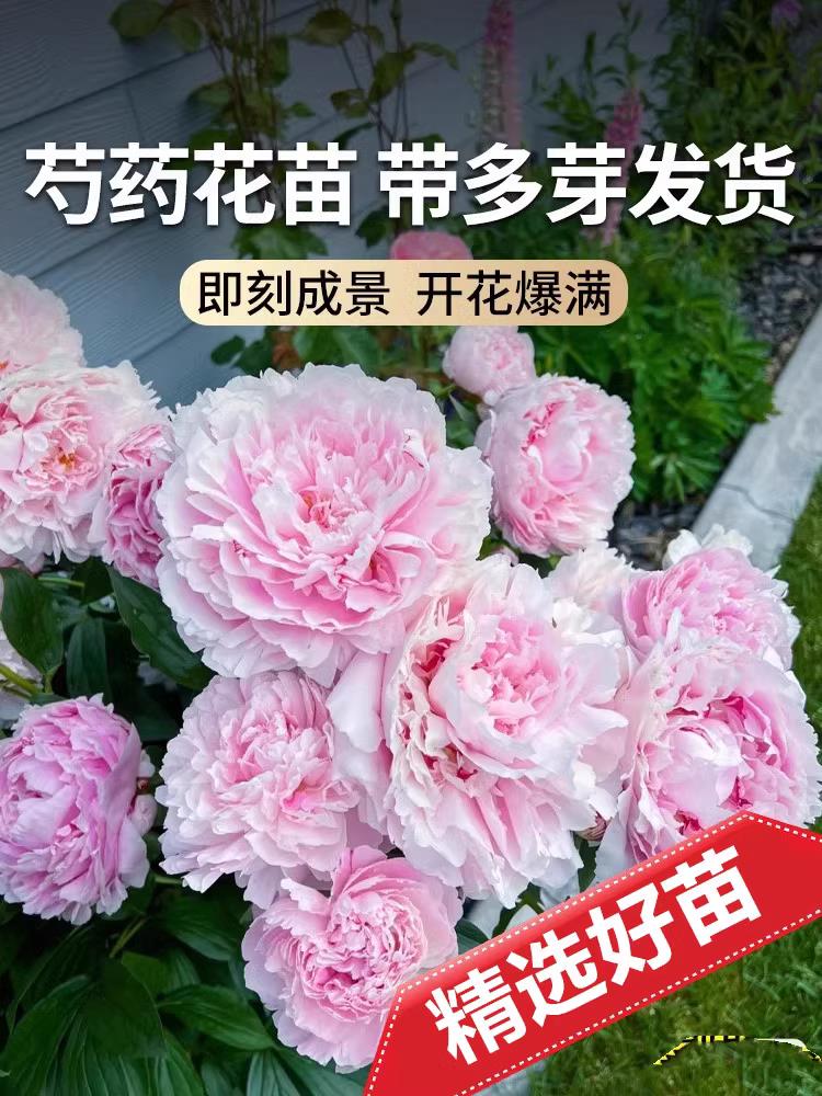 芍药花苗牡丹四季开易活重瓣