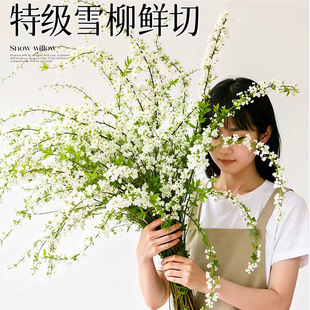 雪柳鲜枝带芽水养鲜花插花水培植物花卉室内花桌面盆栽客厅绿植
