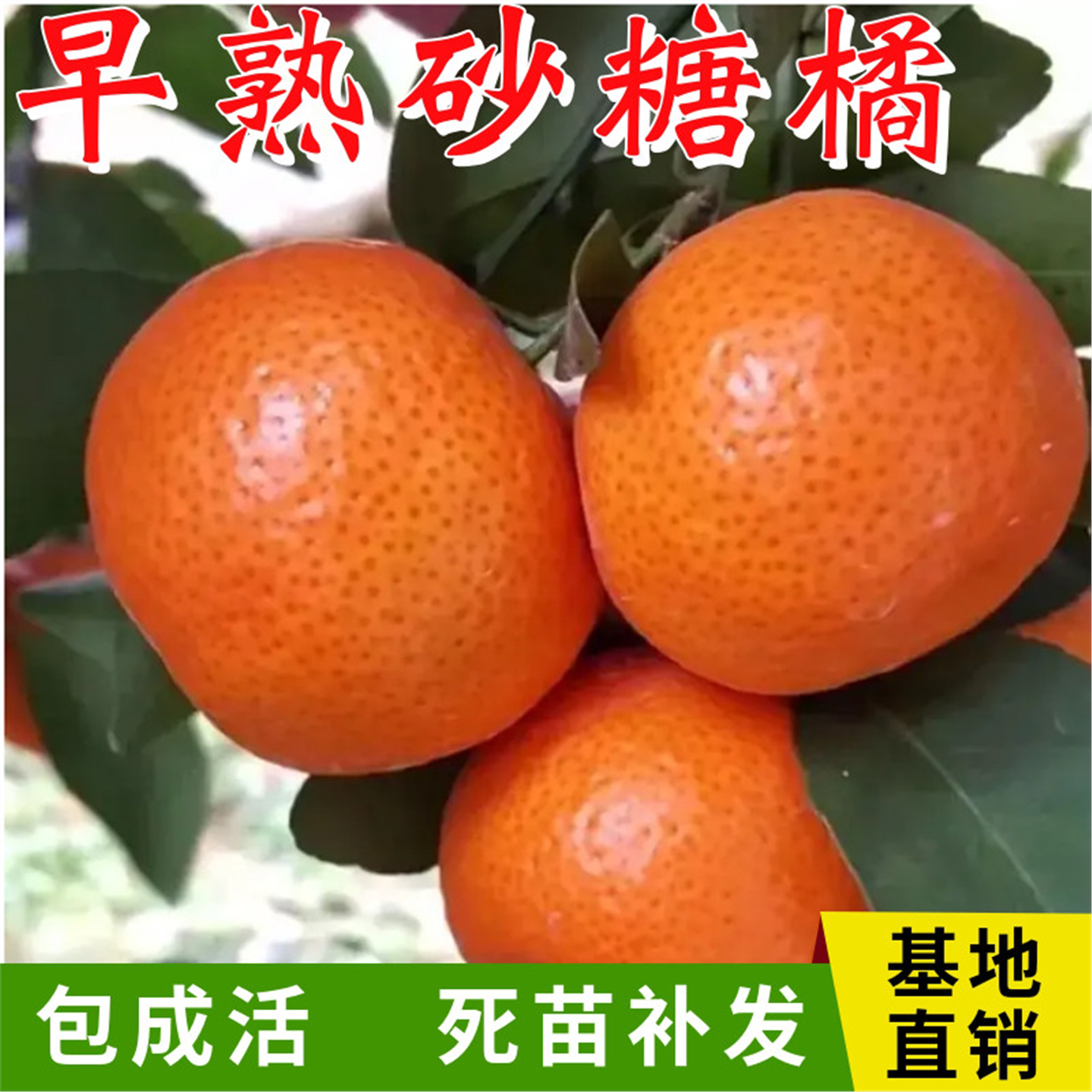 早熟砂糖橘树苗嫁接大桔子