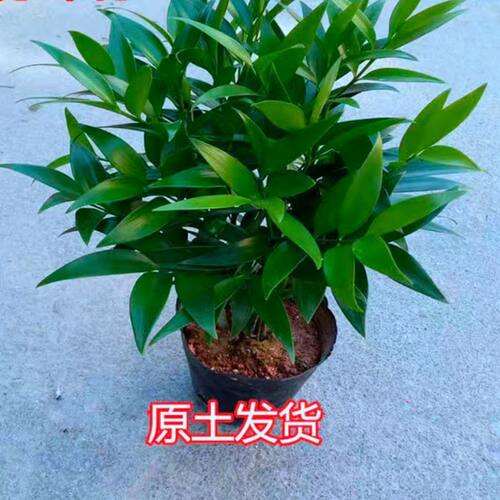 竹柏兴旺盆栽四季常青招