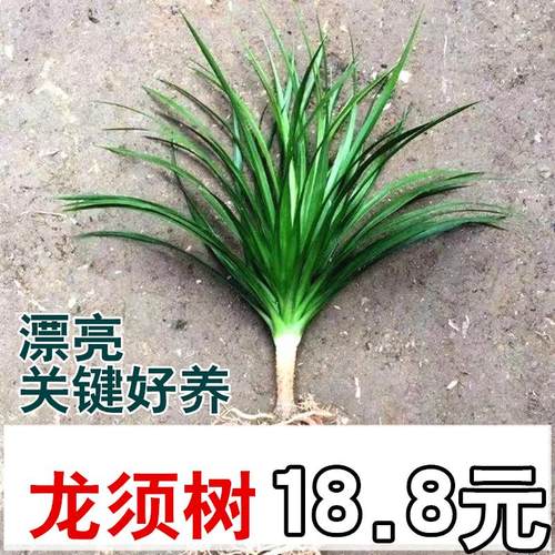 龙血树绿植须多头四季常青