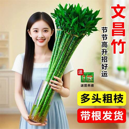 文昌竹4支金榜题名龙富贵