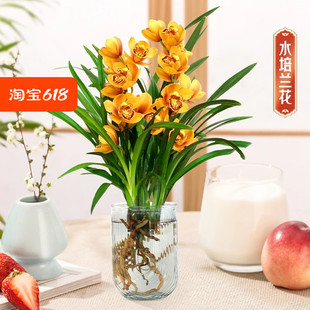 水培植物兰花墨兰盆栽客厅室内国宝级名贵桌面水养绿植盆景花卉