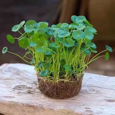铜钱草水培植物老桩盆栽室