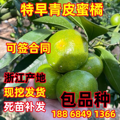 橘子柑橘苗特早熟橘子树苗当年结