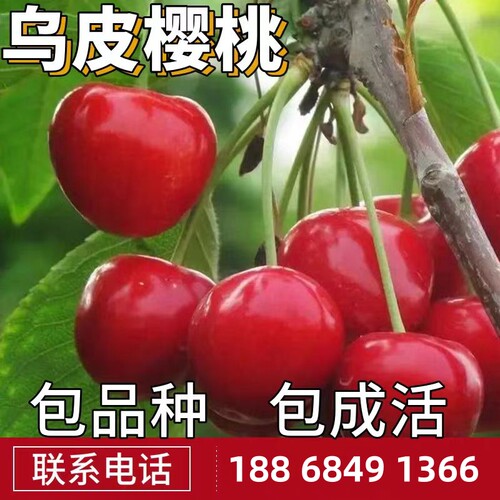 乌皮樱桃苗南北方庭院地栽种植大樱桃树阳台盆栽嫁接矮化当年结果