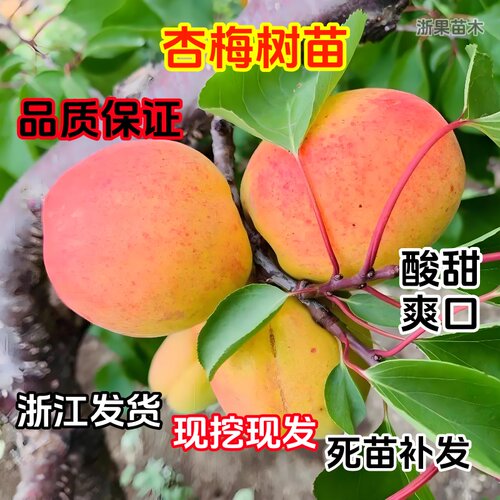 杏梅树苗南北方地栽种植大杏树果苗盆栽嫁接杏子苗树活苗当年结果