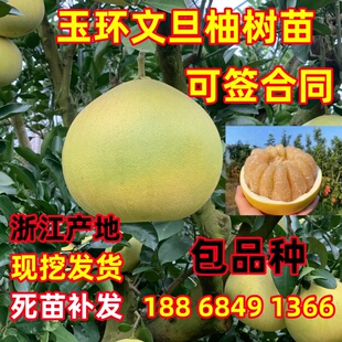 玉环文旦柚树苗 嫁接柚子树苗 度尾文旦柚苗 南方地栽庭院种植