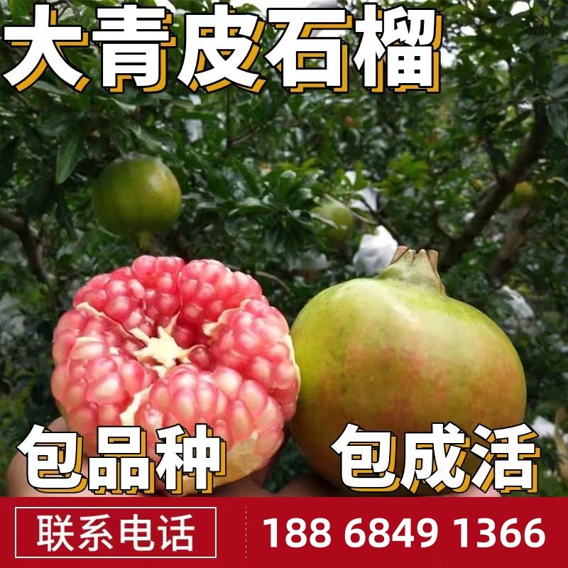 大青皮甜石榴苗南北方庭院地栽果树盆栽嫁接四季石榴树苗当年结果