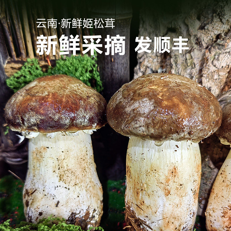 新鲜姬松茸炖汤炒菜顺丰航空