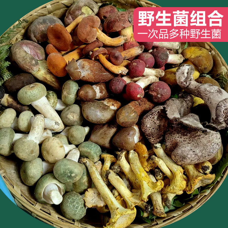 云南纯野生菌新鲜组合1斤鸡枞牛新鲜松茸/菌菇