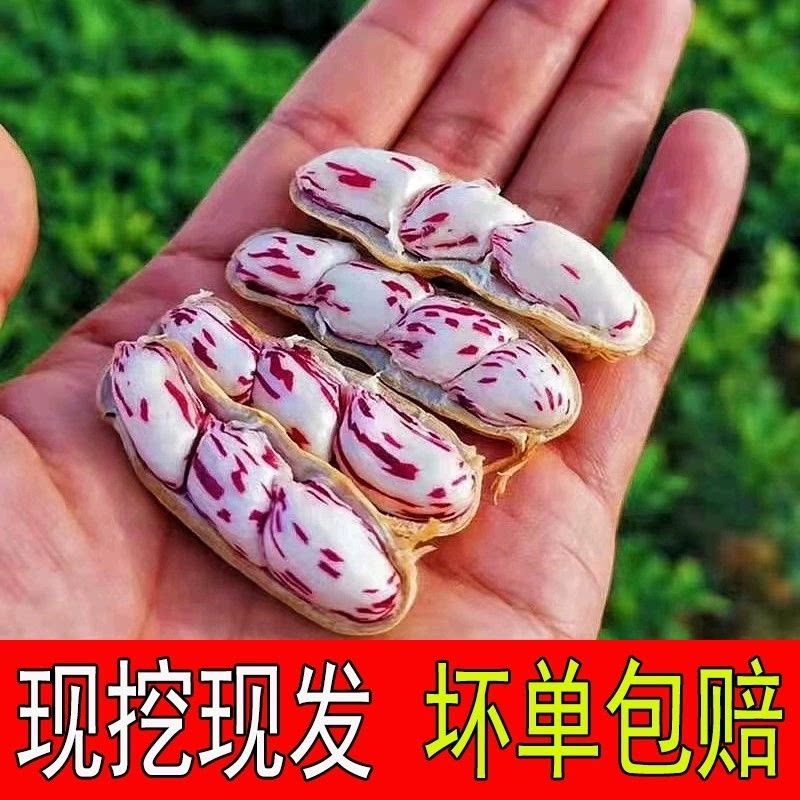 七彩花生新鲜现挖花生
