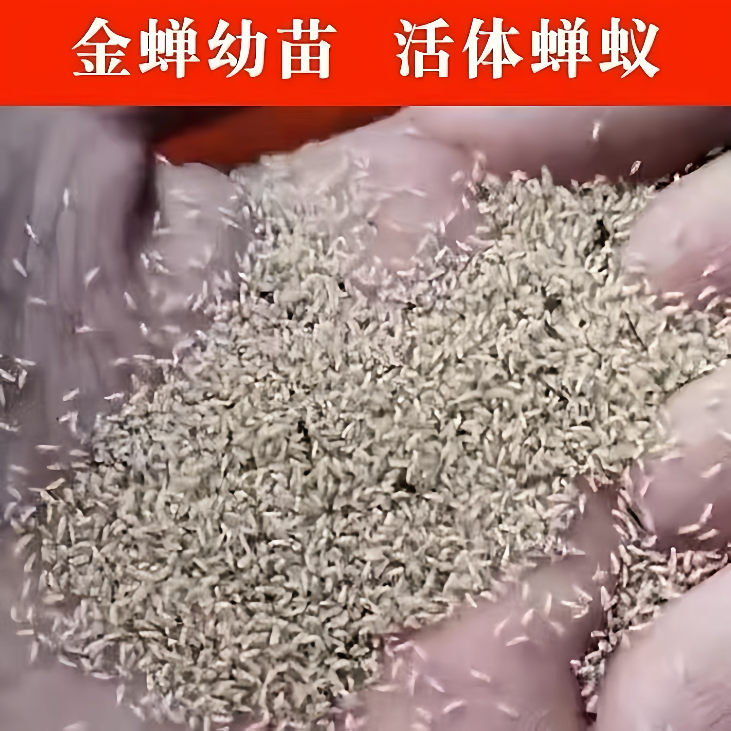 金蝉幼苗活体蝉蚁观赏养殖爬虫金蝉苗金蝉养殖金蝉枝条苹果枝条,宠物/宠物食品及用品,爬宠清洁及日用品,淘宝优惠券,粉丝福利购,淘宝优惠卷