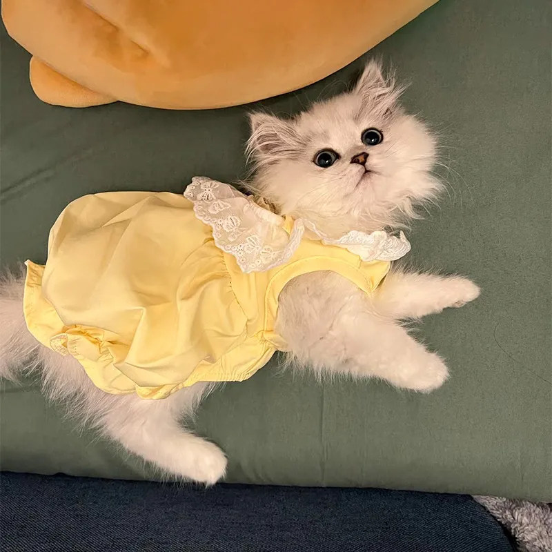 宠物猫咪夏天衣服可爱ins公主风裙子夏季薄款防掉毛幼猫狗连衣裙
