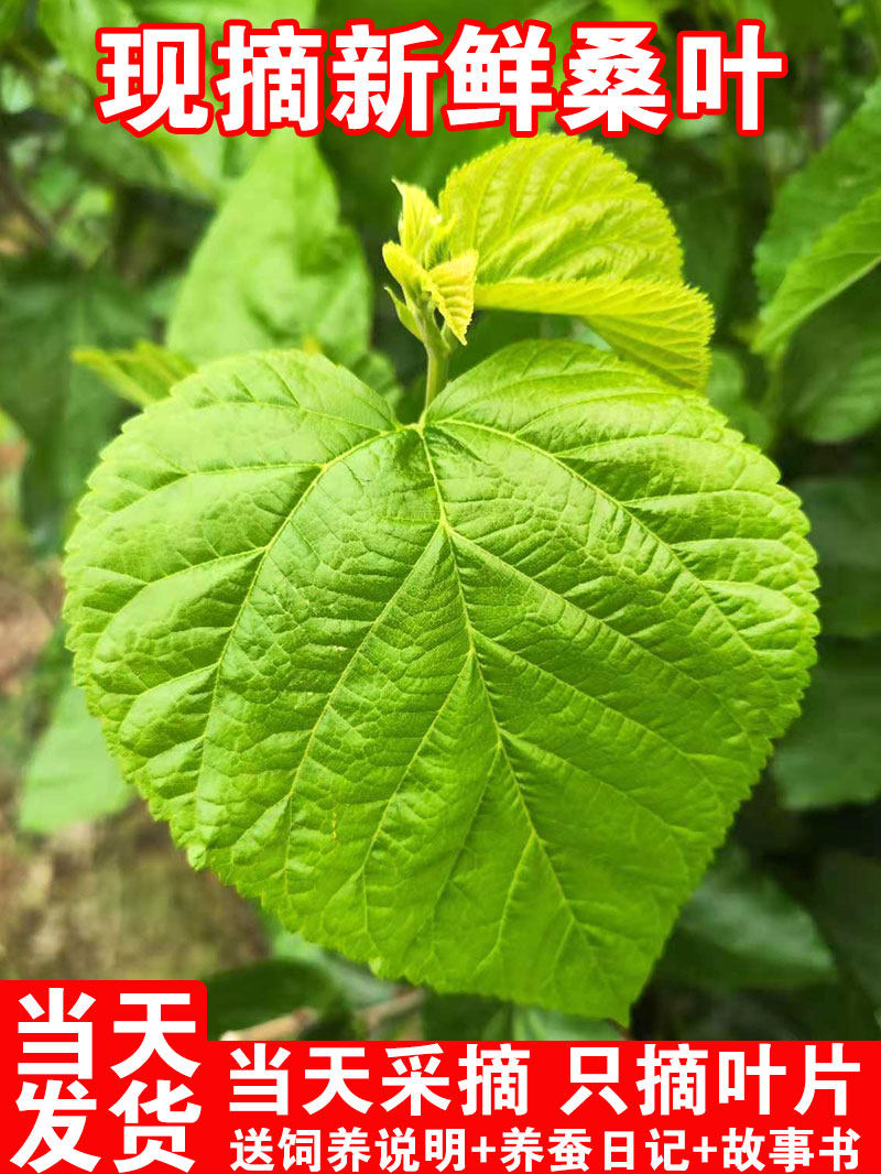 新鲜桑叶喂蚕现摘嫩蚕叶蚁蚕大蚕小蚕饲料蚕宝宝蚕卵天然养蚕图片
