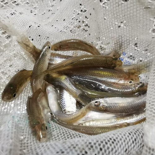 麦穗鱼饲料鱼活体鱼苗淡水养殖鳜鱼龙鱼鳄龟饲料喂乌龟吃的小鱼苗