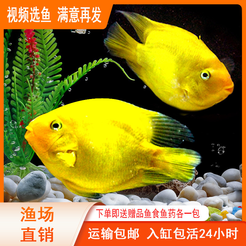 wlb黄鹦鹉鱼元宝鱼梅花鹦鹉鱼招财鱼财神鱼淡水热带观赏鱼风水鱼