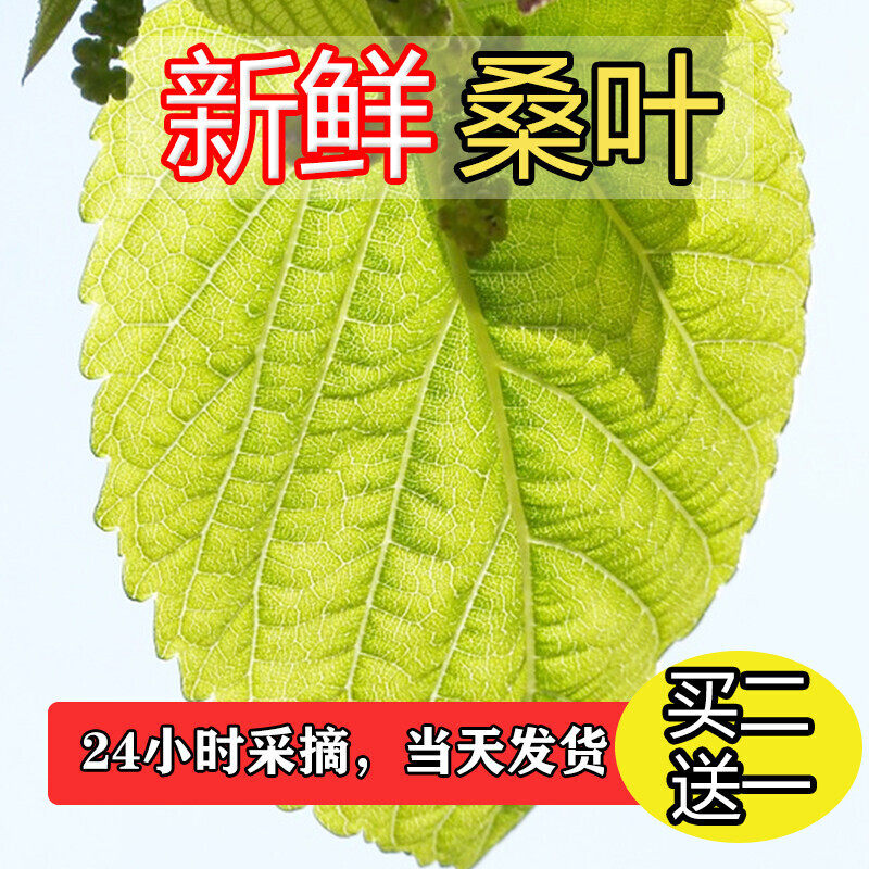 新鲜桑叶喂蚕蚕宝宝学生养蚕套装活物饲料中药材嫩桑叶芽现摘养蚕图片