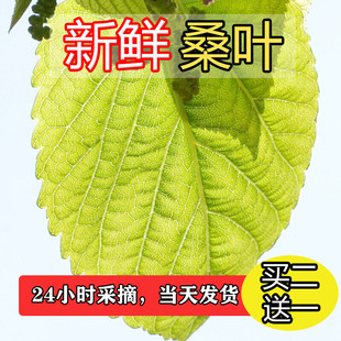 新鲜桑叶喂蚕蚕宝宝学生养蚕套装活物饲料中药材嫩桑叶芽现摘养蚕