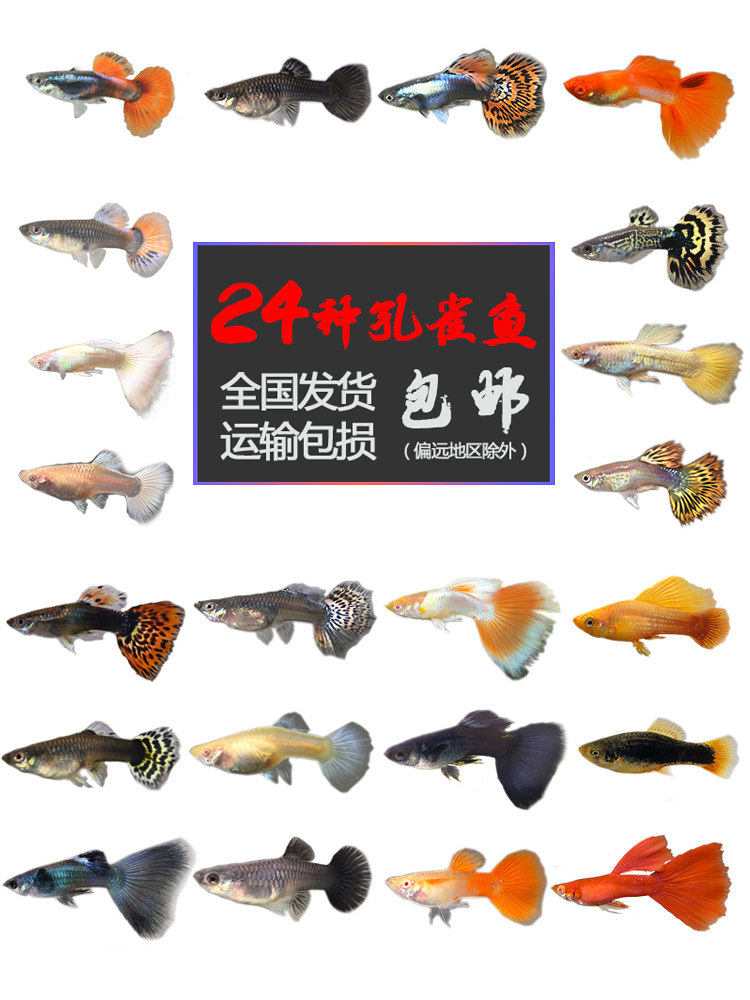 热带观赏鱼活体小型孔雀淡水鱼苗宝莲灯斑马清道夫红绿灯鱼灯科鱼图片