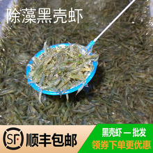 黑壳虾除藻虾观赏清洁虾工具虾草缸鱼缸造景宠物活体饲料包邮