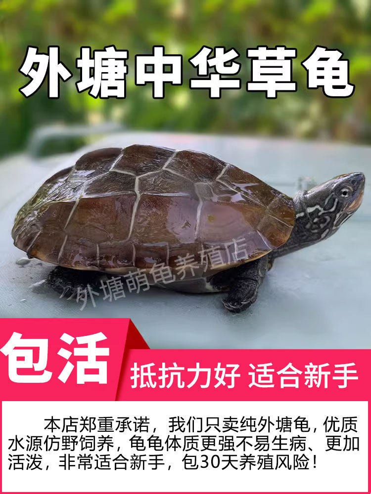 乌龟活物中华草龟金线小乌龟苗外塘家养招财长寿宠物龟观赏龟王八,宠物/宠物食品及用品,龟/鳖,淘宝优惠券,粉丝福利购,淘宝优惠卷
