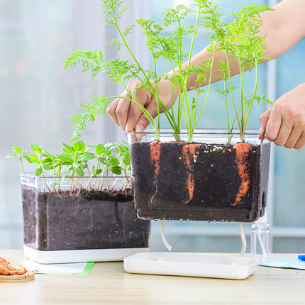 儿童观察盒种植盆小学生发芽小植物办公室桌面迷你小花盆透明加深