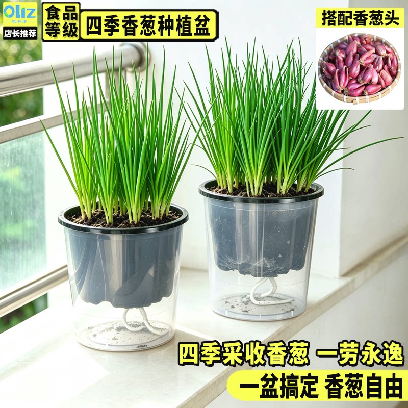 四季香葱种植盆栽学生观察套装家用阳台种菜盆自吸水红葱头神器