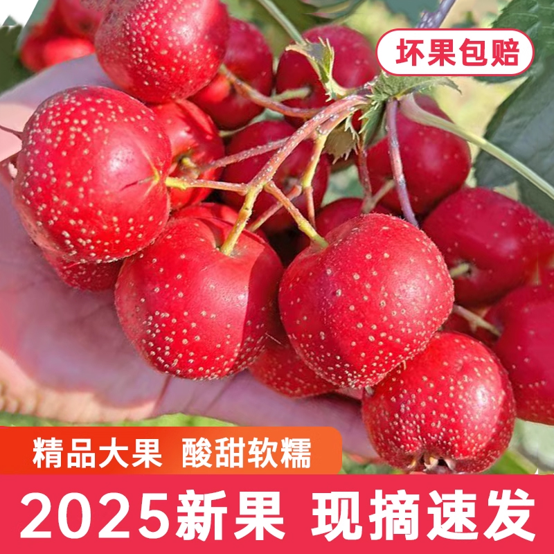 新鲜山楂鲜果大果生山楂山东山里红甜红子批发冰糖葫芦水果山楂