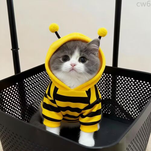 猫咪衣服春秋装可爱小蜜蜂卫衣金渐层布偶幼猫宠物狗狗保暖防掉毛