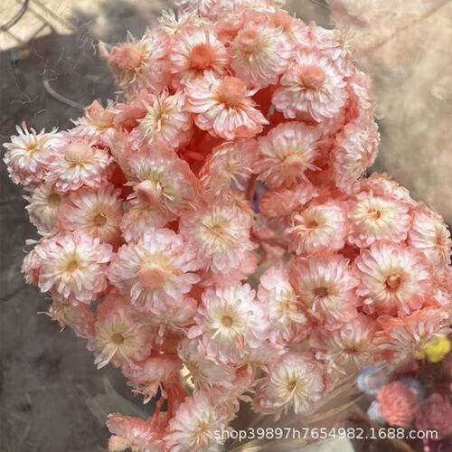 【小蜡菊】永生花小蜡菊 家居摆设婚庆软装装饰拍摄道具插花厂家
