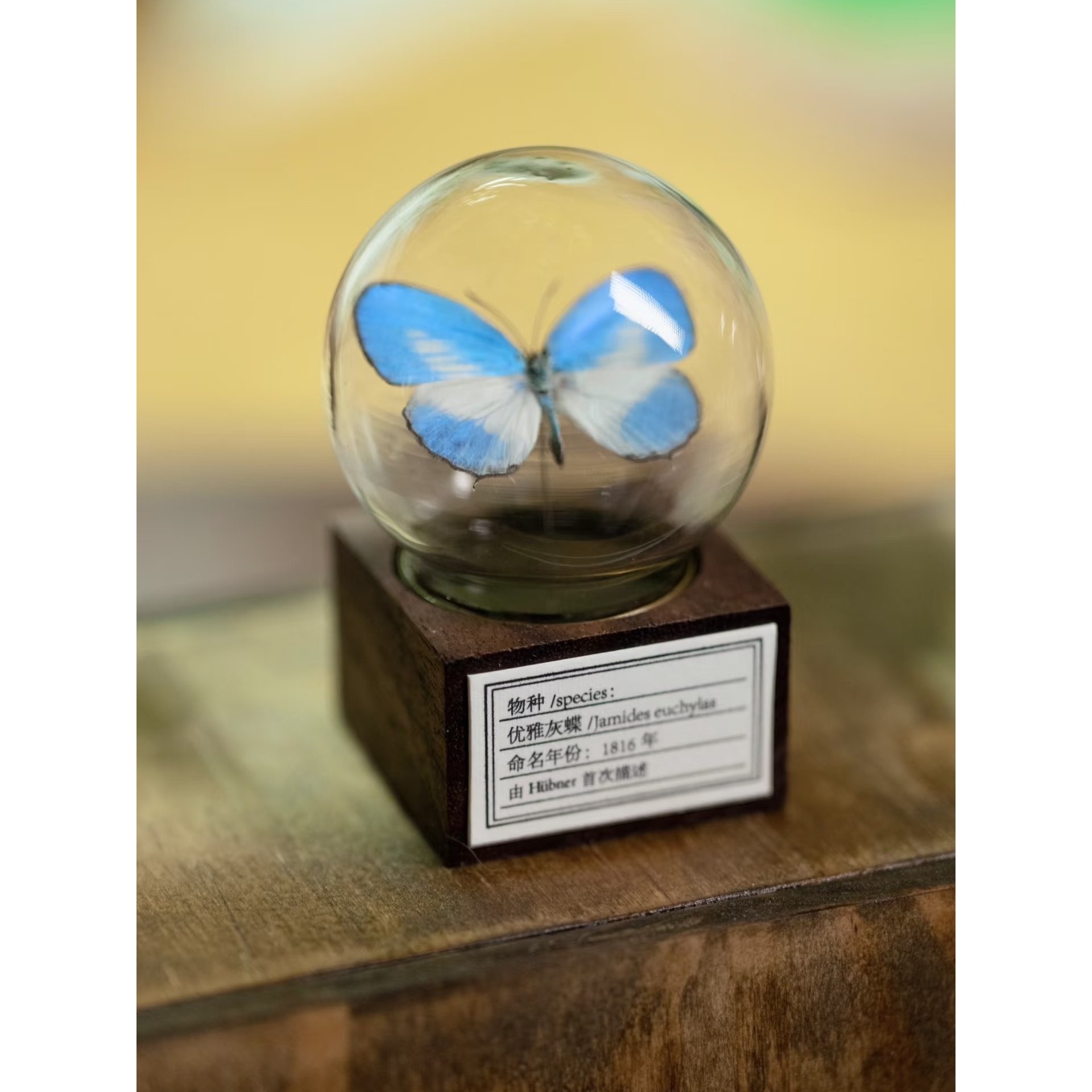 ?蝴蝶标本迷你玻璃罩礼品生日礼物摆件玻璃装饰摆件手工制作送女,家居饰品,桌面摆件,淘宝优惠券,粉丝福利购,淘宝优惠卷