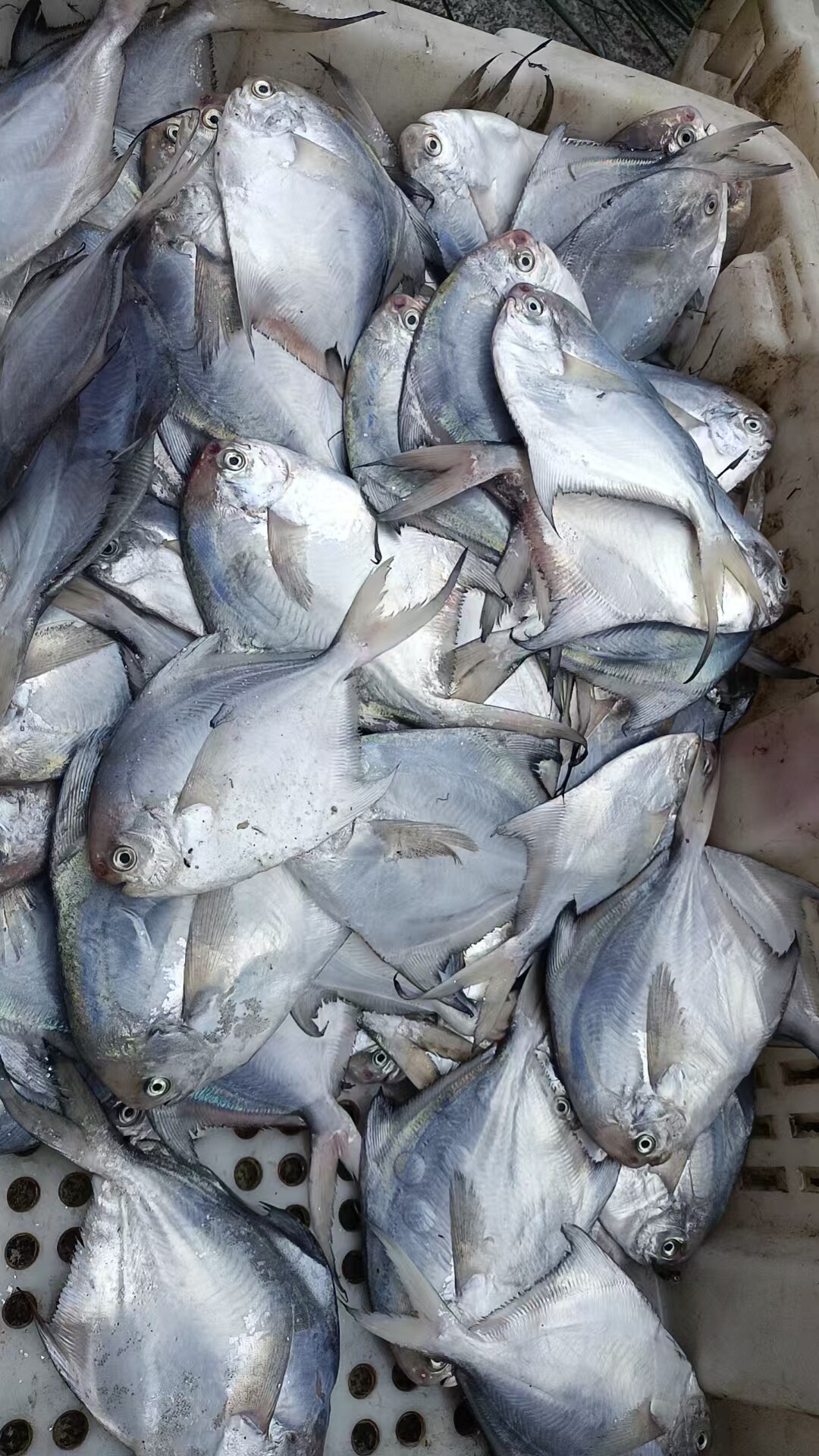 流网船捕银鲳鱼蒜瓣肉儿童辅食无细刺银鲳鱼新鲜捕捞大规格需冷冻