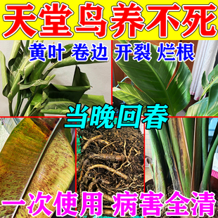 天堂鸟专用肥料急救黄叶枯萎卷边开裂烂根黑腐鹤望兰促开花营养液