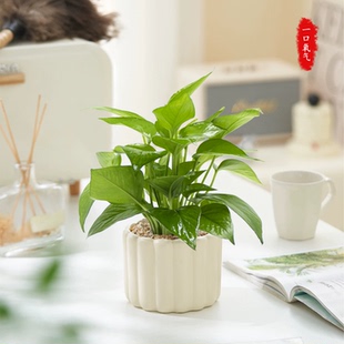 绿萝室内盆栽净化空气花卉办公室工位桌面客厅绿植四季 常青好养