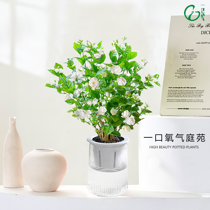 茉莉花办公室桌面懒人水培盆栽