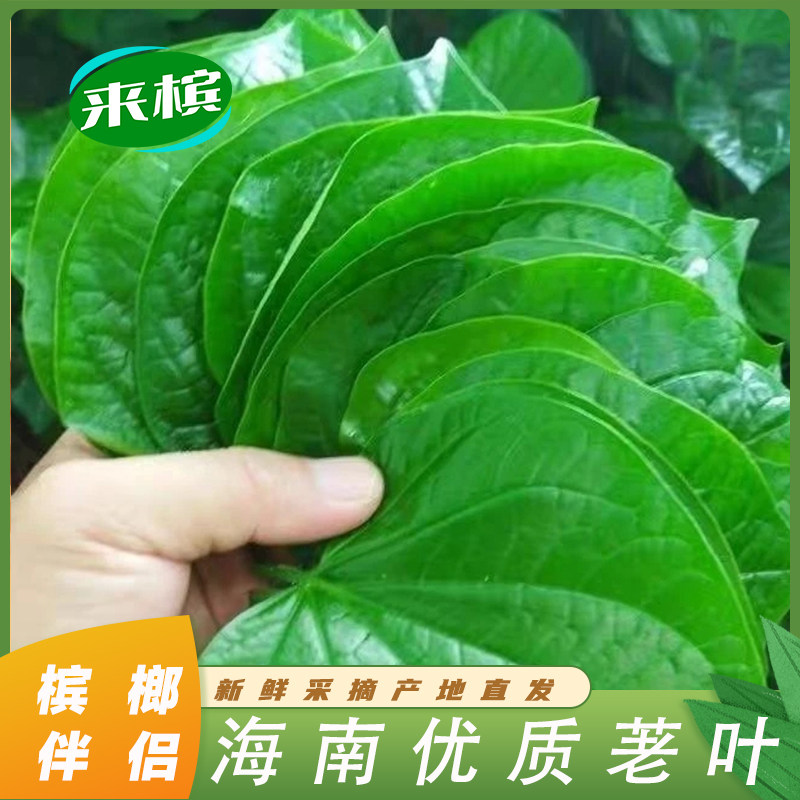 海南新鲜青槟榔果生槟榔配料陵水吊罗山荖叶蒌叶贝壳粉甜灰苦灰