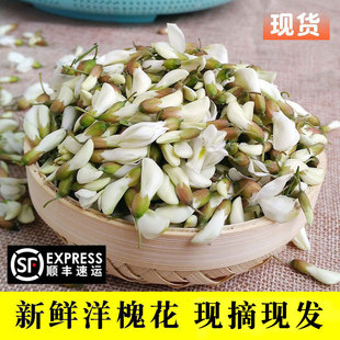 【顺丰现摘】洋槐花新鲜现摘花苞花骨朵2024年农家时令野 菜4斤