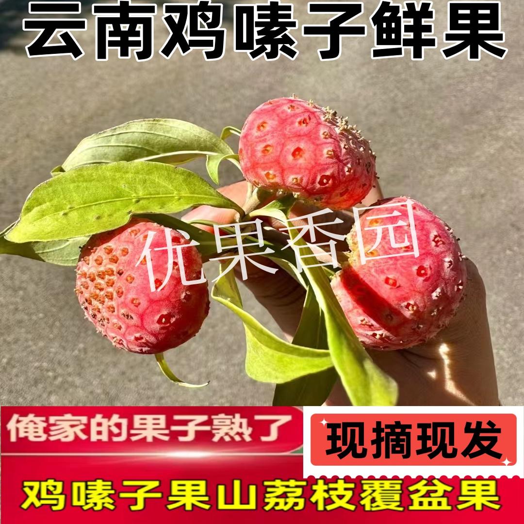云南新鲜鸡嗉子果山荔枝覆盆子果山枇杷四照花果石枣水杨梅水果
