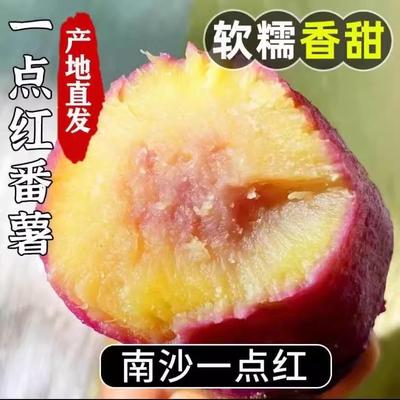 正宗南沙一点红红薯现挖新鲜