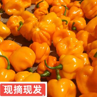 海南黄灯笼椒新鲜辣椒现摘现发农家自种变态辣魔鬼辣满足味蕾商用