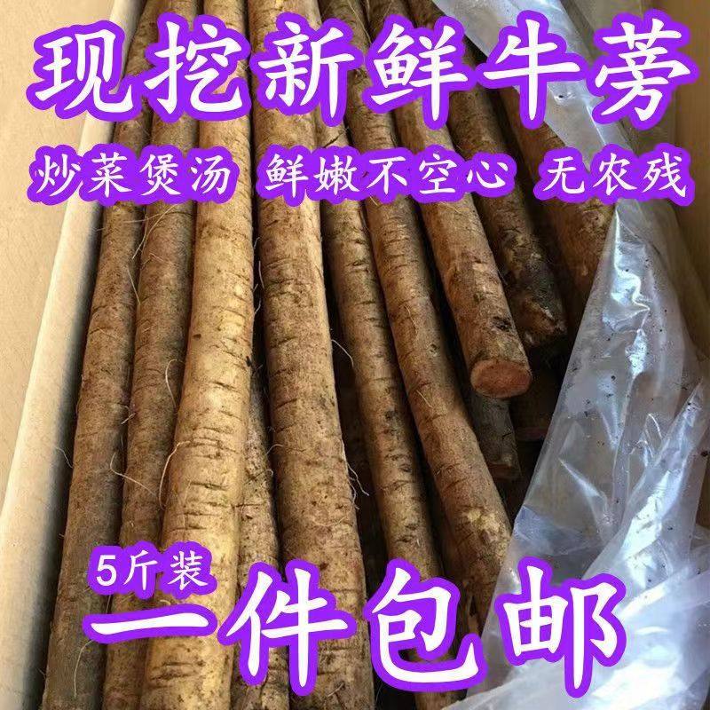现挖新鲜黄金牛蒡根5斤装苍山新鲜蔬菜牛蒡茶原料黑牛蒡牛榜农家