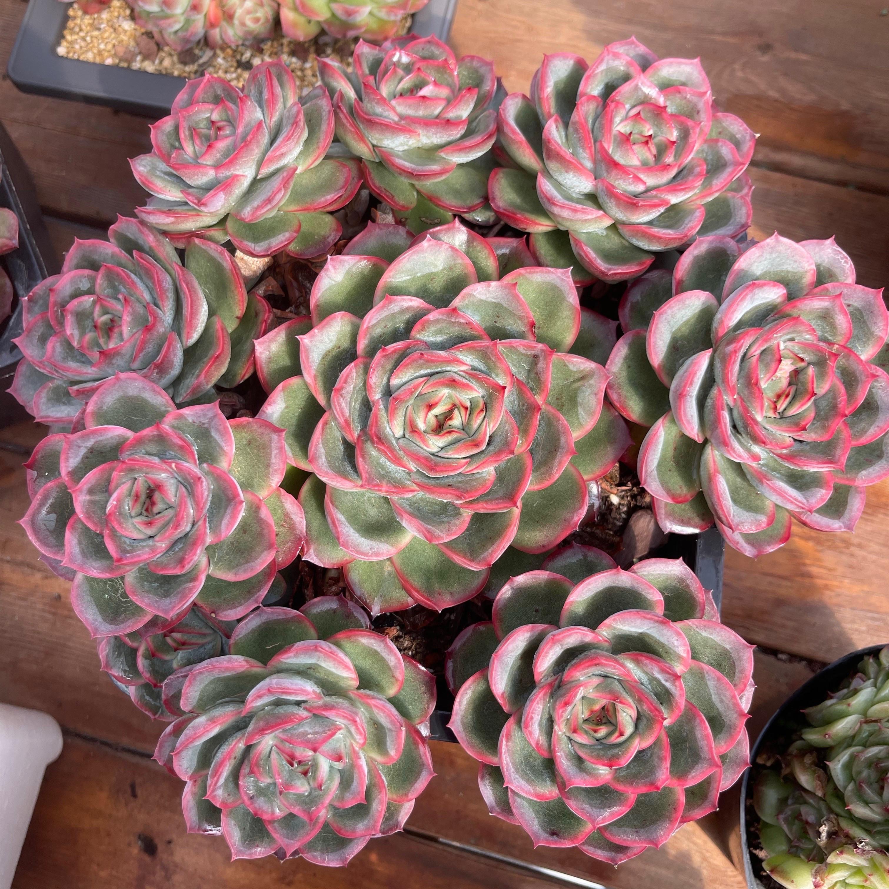 群生精品玫瑰老桩多肉植物