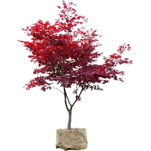 红枫树苗日本四季红舞姬中国红枫盆景枫叶庭院别墅耐寒风景树大树