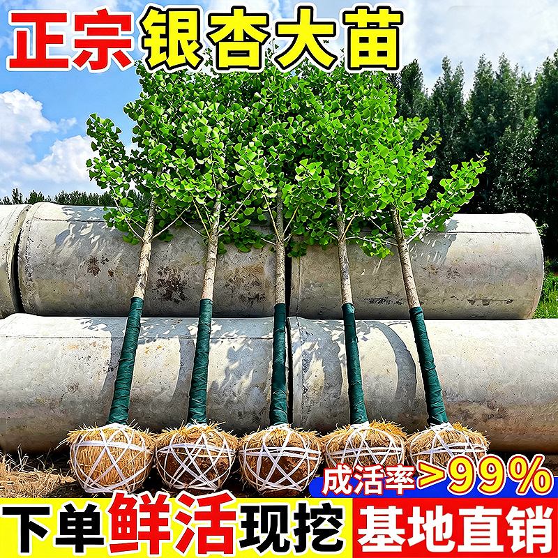 银叶银杏树苗四季可种植庭院行道木绿化苗南方北方耐寒种植白果苗