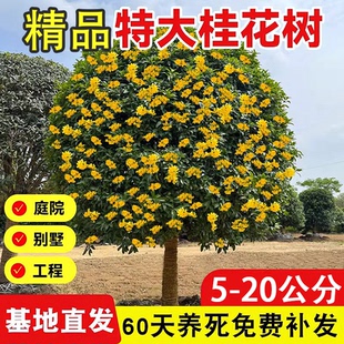 大型桂花树苗南方北方四季种植花卉地栽盆栽庭院别墅绿化特大树苗
