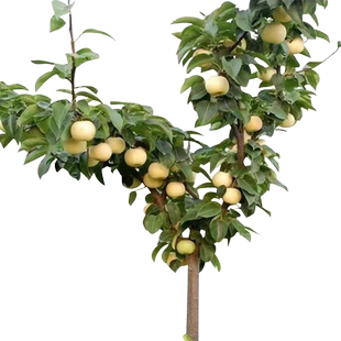 特大秋月梨树果苗砀山梨红梨嫁接苗南方北方四季种植庭院果树大树