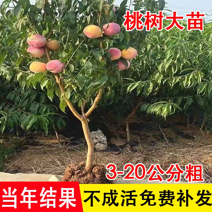 正宗桃树果苗冬桃油桃水蜜桃树苗南北方盆栽地栽庭院四季种植大树